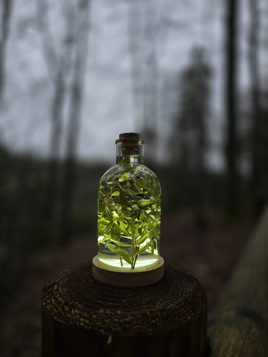 "PUDELE" 12 cm Epoksīda lampa ar dabas ziediem | SpiiidBotanics roku darbs